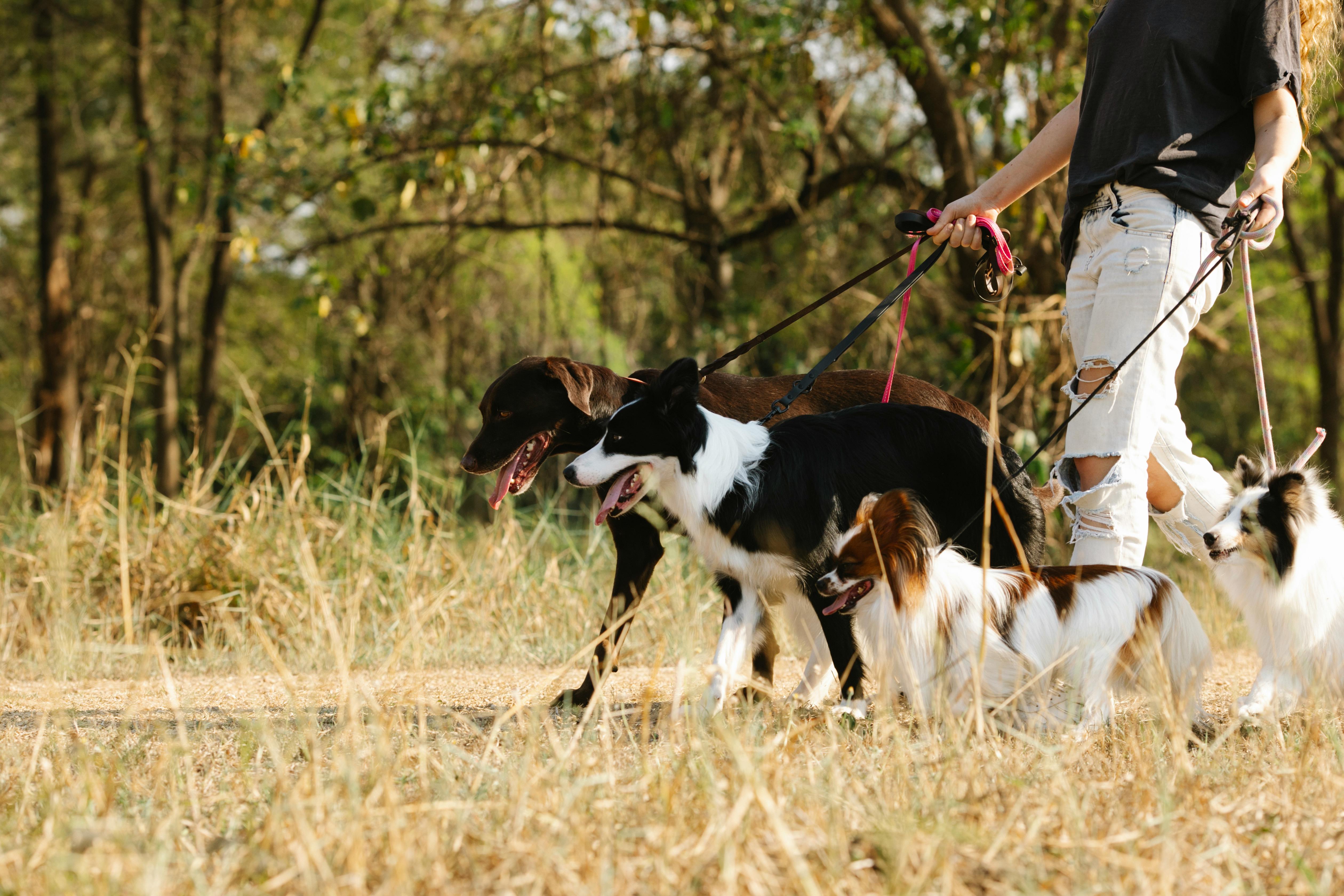 A person walking four dogs